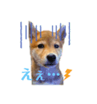 柴犬がんもとりくの日常（個別スタンプ：7）