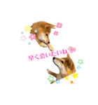 柴犬がんもとりくの日常（個別スタンプ：8）