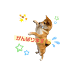 柴犬がんもとりくの日常（個別スタンプ：9）
