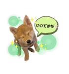柴犬がんもとりくの日常（個別スタンプ：10）