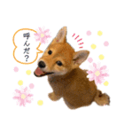 柴犬がんもとりくの日常（個別スタンプ：11）