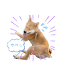 柴犬がんもとりくの日常（個別スタンプ：12）