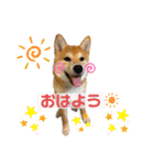 柴犬がんもとりくの日常（個別スタンプ：13）