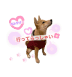 柴犬がんもとりくの日常（個別スタンプ：14）