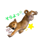 柴犬がんもとりくの日常（個別スタンプ：15）