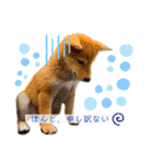 柴犬がんもとりくの日常（個別スタンプ：16）