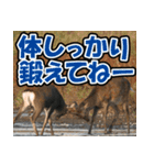 エゾシカ★笑福来（個別スタンプ：1）