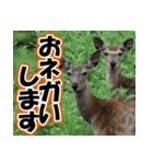 エゾシカ★笑福来（個別スタンプ：2）