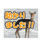 エゾシカ★笑福来（個別スタンプ：3）
