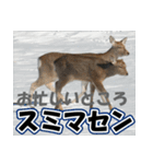 エゾシカ★笑福来（個別スタンプ：4）