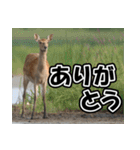 エゾシカ★笑福来（個別スタンプ：6）