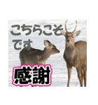 エゾシカ★笑福来（個別スタンプ：7）