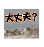 エゾシカ★笑福来（個別スタンプ：8）