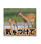 エゾシカ★笑福来（個別スタンプ：9）