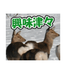 エゾシカ★笑福来（個別スタンプ：10）