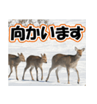 エゾシカ★笑福来（個別スタンプ：11）