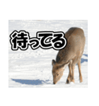 エゾシカ★笑福来（個別スタンプ：12）