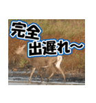 エゾシカ★笑福来（個別スタンプ：13）