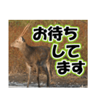 エゾシカ★笑福来（個別スタンプ：14）
