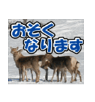 エゾシカ★笑福来（個別スタンプ：15）