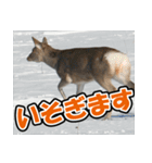 エゾシカ★笑福来（個別スタンプ：16）