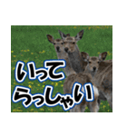 エゾシカ★笑福来（個別スタンプ：17）