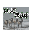エゾシカ★笑福来（個別スタンプ：18）
