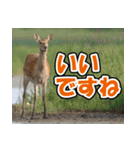 エゾシカ★笑福来（個別スタンプ：19）