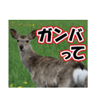 エゾシカ★笑福来（個別スタンプ：20）