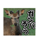 エゾシカ★笑福来（個別スタンプ：21）