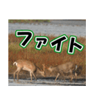 エゾシカ★笑福来（個別スタンプ：22）