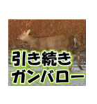 エゾシカ★笑福来（個別スタンプ：23）