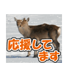 エゾシカ★笑福来（個別スタンプ：24）