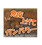 エゾシカ★笑福来（個別スタンプ：25）