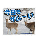 エゾシカ★笑福来（個別スタンプ：27）