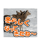 エゾシカ★笑福来（個別スタンプ：28）