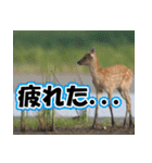 エゾシカ★笑福来（個別スタンプ：30）