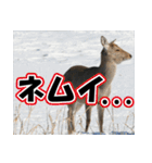 エゾシカ★笑福来（個別スタンプ：31）