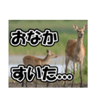 エゾシカ★笑福来（個別スタンプ：32）