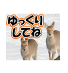 エゾシカ★笑福来（個別スタンプ：33）