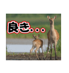 エゾシカ★笑福来（個別スタンプ：34）