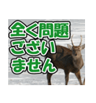 エゾシカ★笑福来（個別スタンプ：35）