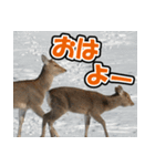 エゾシカ★笑福来（個別スタンプ：36）