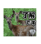 エゾシカ★笑福来（個別スタンプ：38）