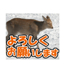 エゾシカ★笑福来（個別スタンプ：39）
