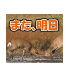 エゾシカ★笑福来（個別スタンプ：40）