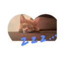 みそしるとびび（個別スタンプ：2）