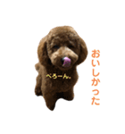 我が家のマメ太君（個別スタンプ：3）