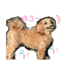 『犬写真』咲先輩 第2弾（個別スタンプ：3）