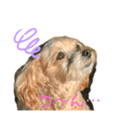 『犬写真』咲先輩 第2弾（個別スタンプ：4）